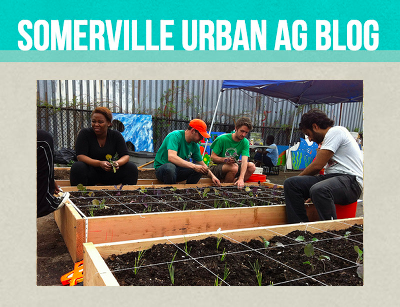 Visit the Somerville Urban Agriculture blog